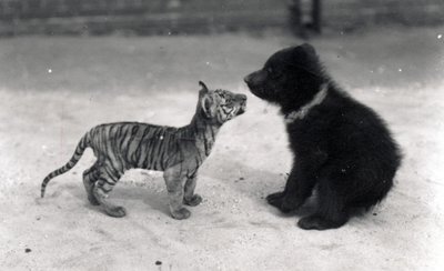 Tijgerwelp ontmoet berenwelp, 1914 door Frederick William Bond